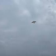 The lyrics SALEM SISTERS of BLACK COUNTRY, NEW ROAD is also present in the album Forever howlong (collector's edition) (2025)